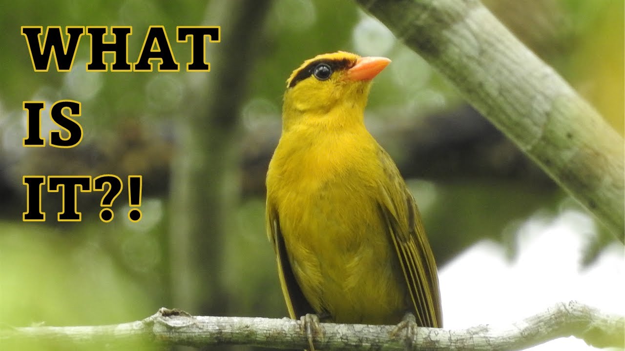 Solving the Bird World's Biggest Mystery