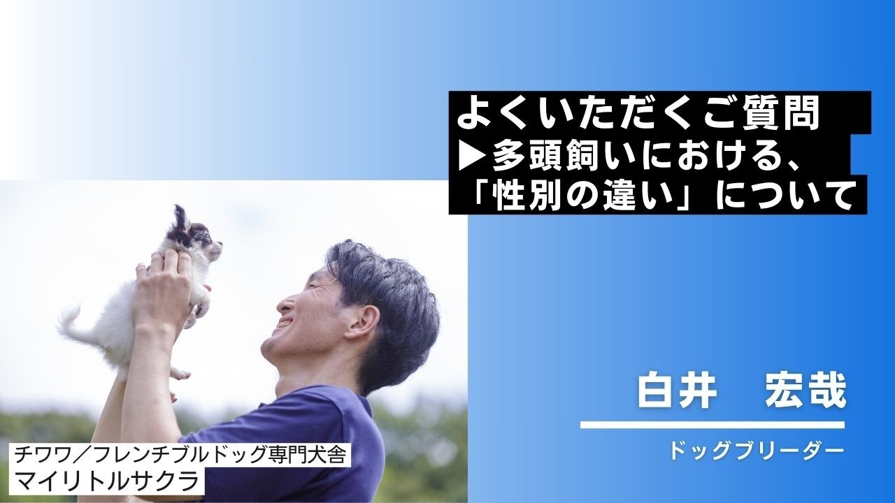 よくいただくご質問▶多頭飼いにおける、性別について🐾 #チワワ #フレンチブルドッグ #チワワブリーダー #岡山ブリーダー #岡山県 #フレンチブルドッグブリーダー #子犬お迎え
