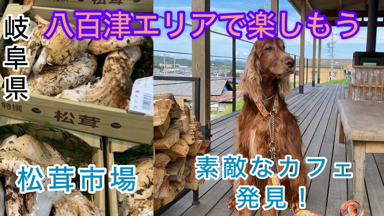 【秋の味覚】八百津に賑わう松茸市場！可児のモダンカフェはリピ決定！
