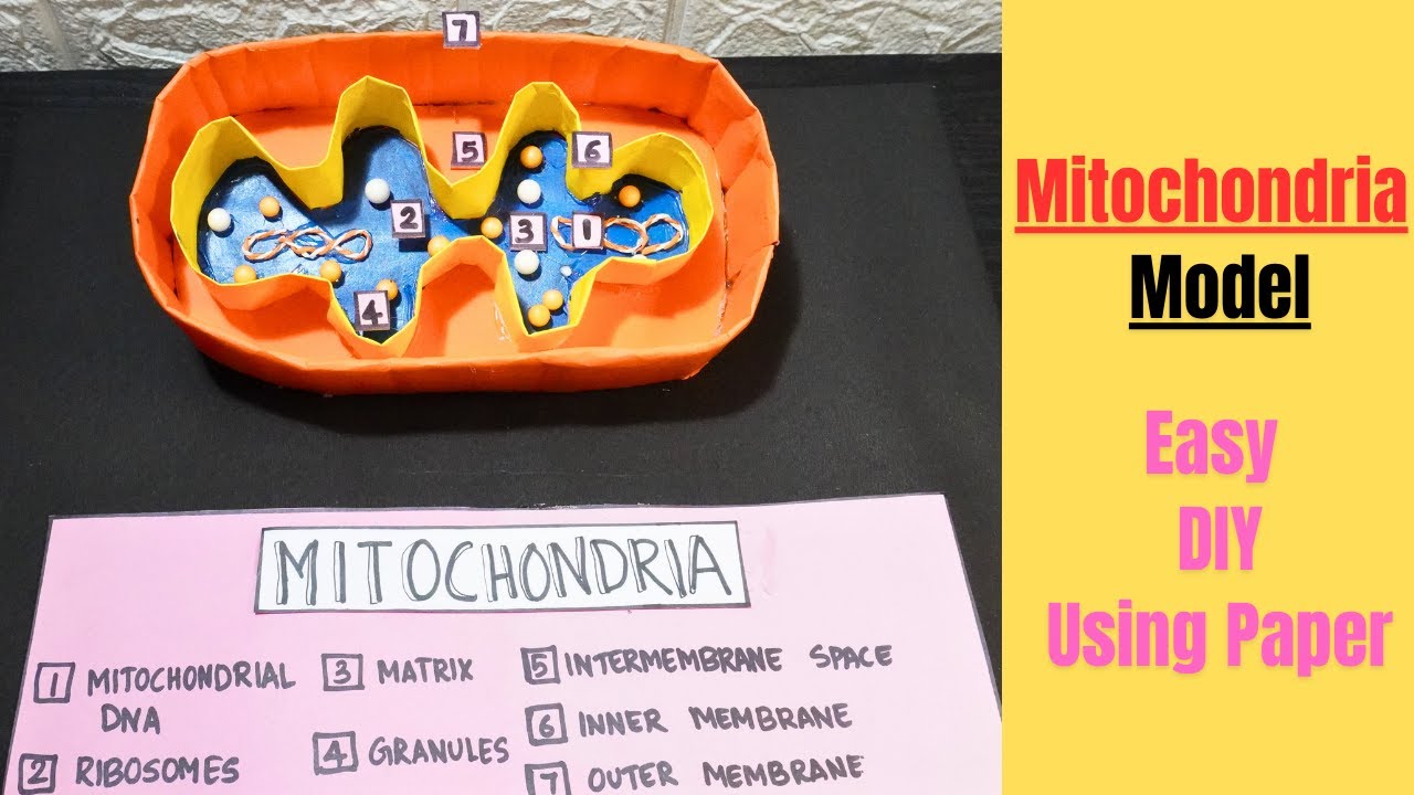 Mitochondria Model Making using cardboard and paper | Mitochondria model | Exhibition model school