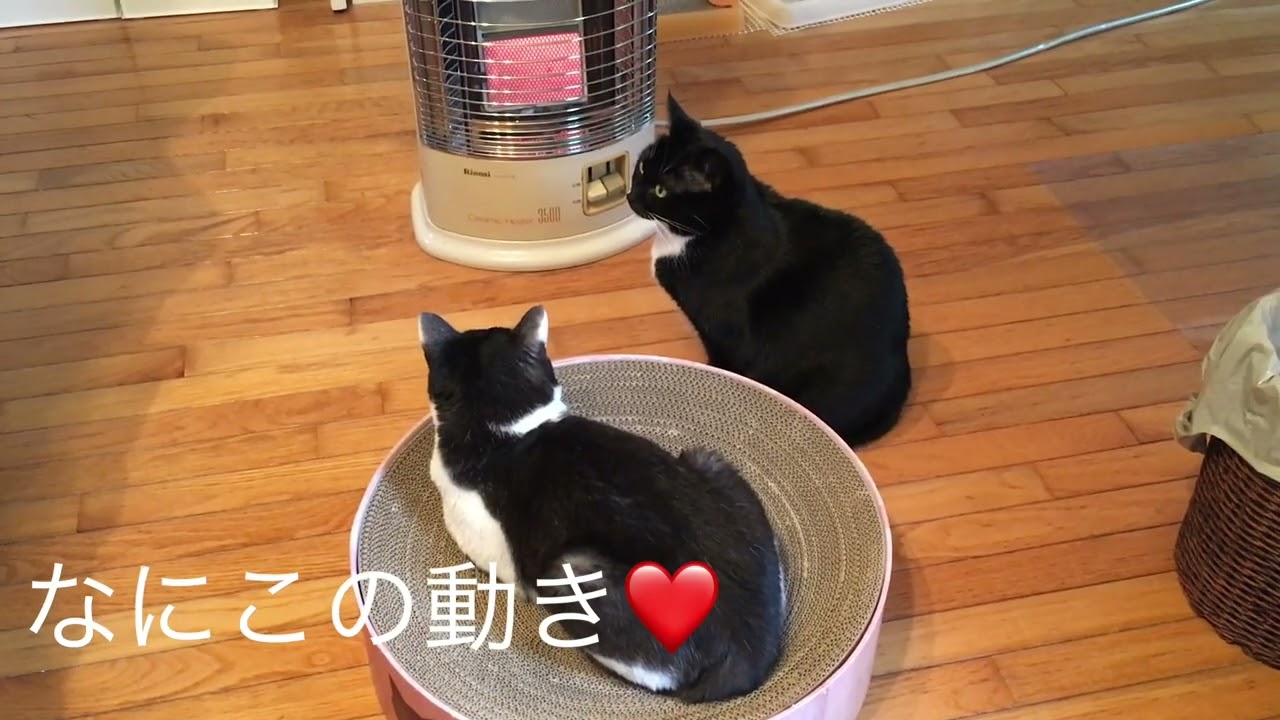ストーブに温まる猫😺