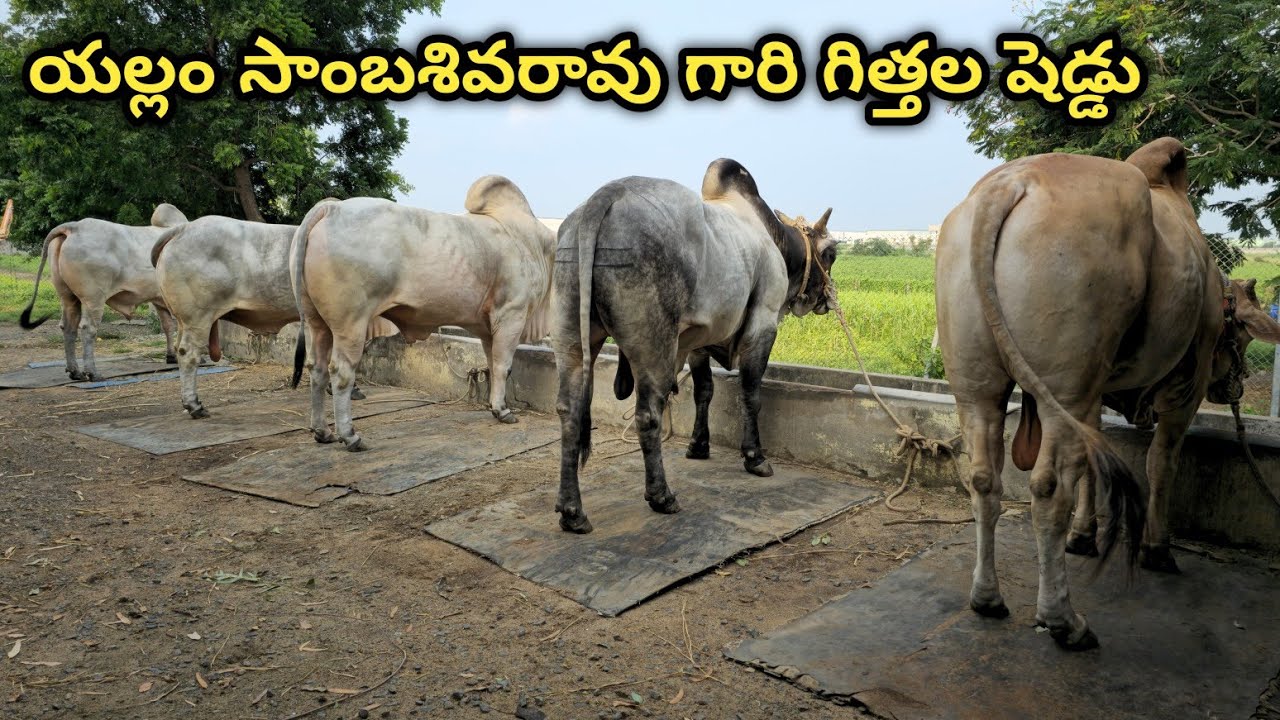 శ్రీ విజయలక్ష్మి నంది బ్రీడింగ్ బుల్స్ సెంటర్ || యల్లం సాంబశివరావు గారి గిత్తల షెడ్డు || లింగాయపాలెం