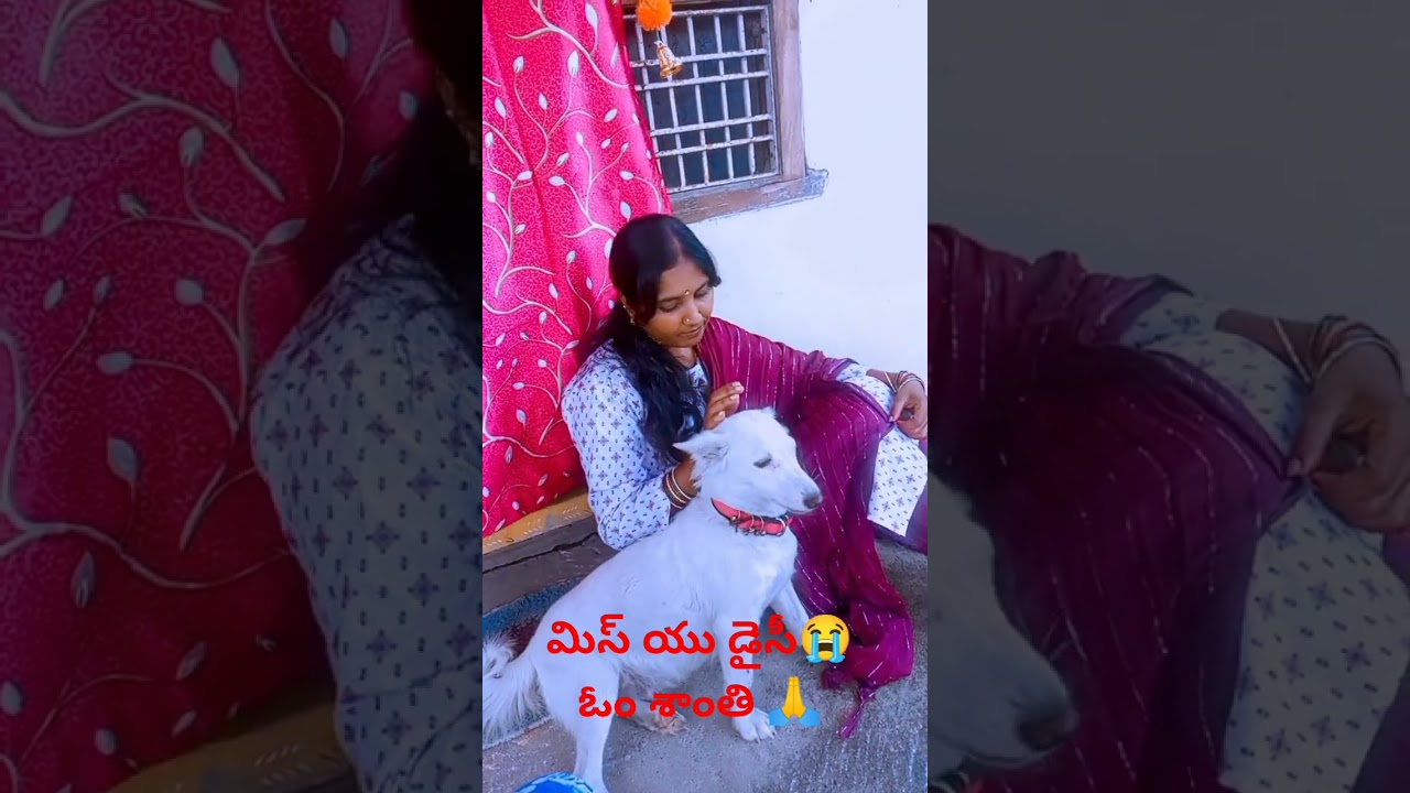 ఈరోజు శివరాత్రి కదా ఫ్రెండ్స్ మా డైసీ కూడా ఆ శివుని దగ్గరికి వెళ్లిపోయింది ఓం శాంతి🐕🐕🐕🐶 🙏😭😭😭