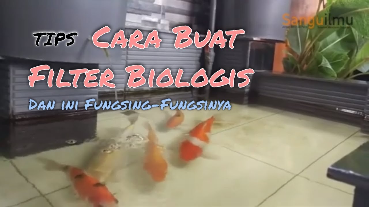 FUNGSI FILTER BIOLOGIS PADA KOLAM KOI DAN CARA PEMBUATANNYA