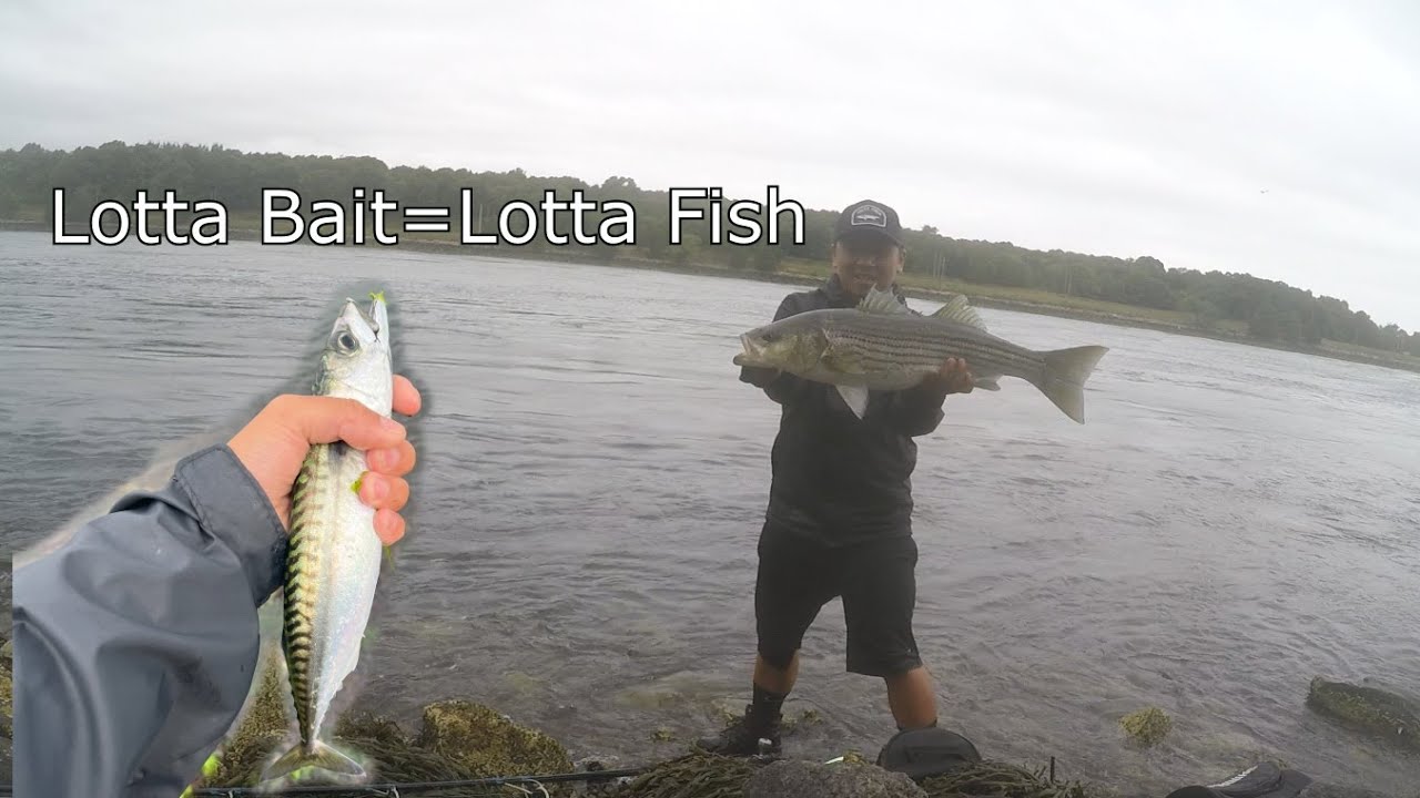 Striper Fishing at Cape Cod Canal! 8/7