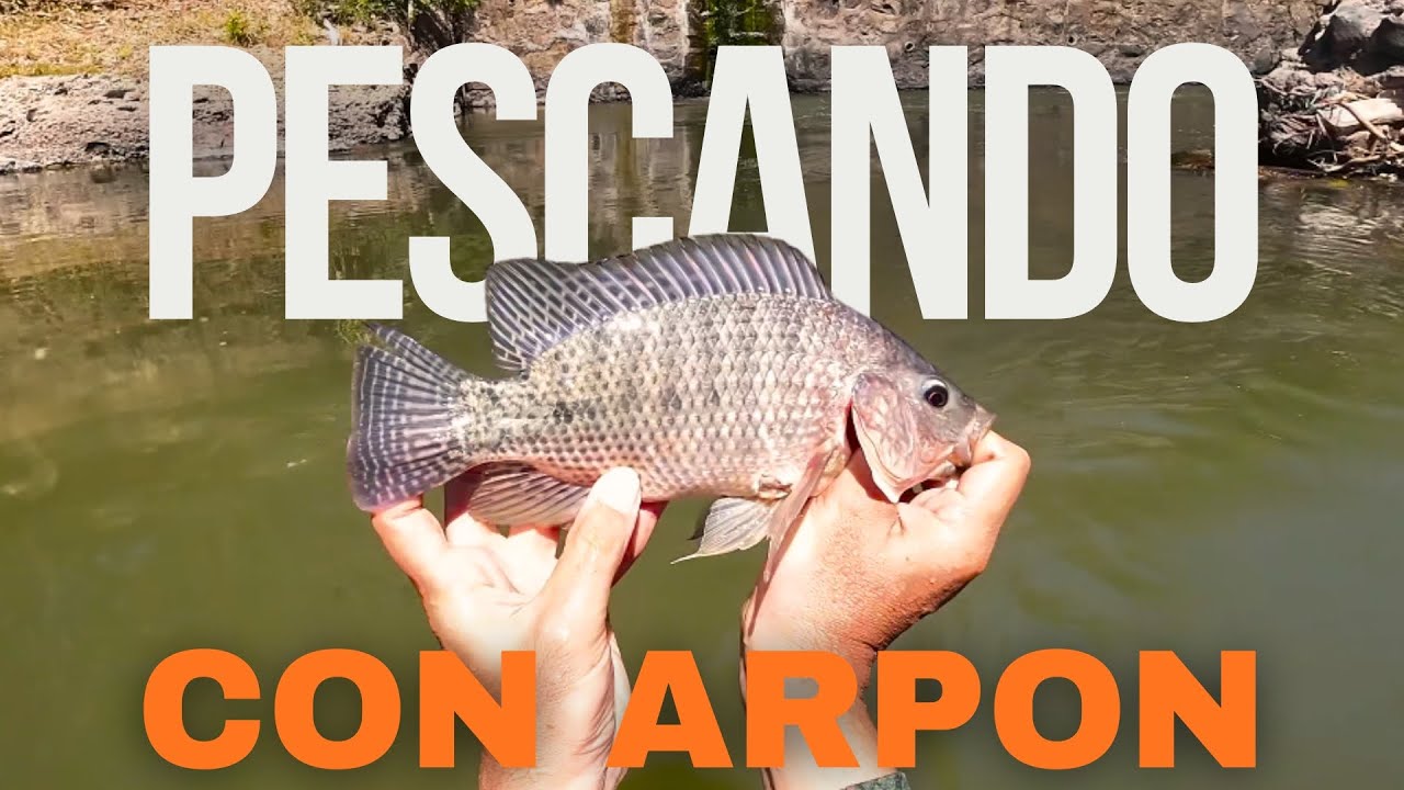 Pescando con ARPON en poca PROFUNDIDAD