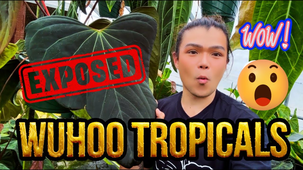 Invading The Wuhoo Paradise: Biggest & Most Colorful $$$$ Anthuriums