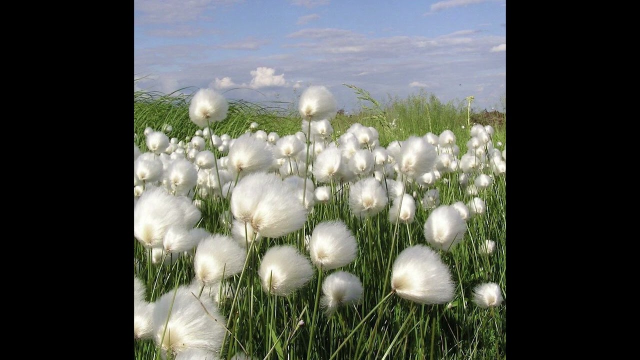 Porter Robinson x Totoroto187 x Bladee type beat (prod. Totoroto187)