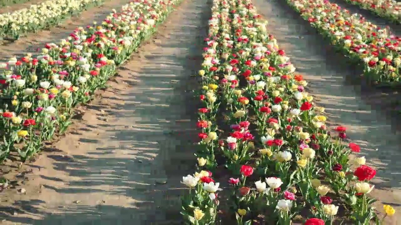 Symphonie Florale : Champ de Tulipes Multicolores &Eacute;clatantes 🌈