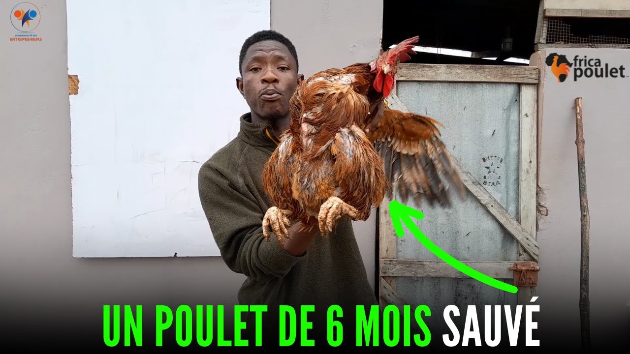 3 TYPES de PROPHYLAXIE pour SAUVER LES POULETS sur votre FERME (élevage de poulet local en Afrique)