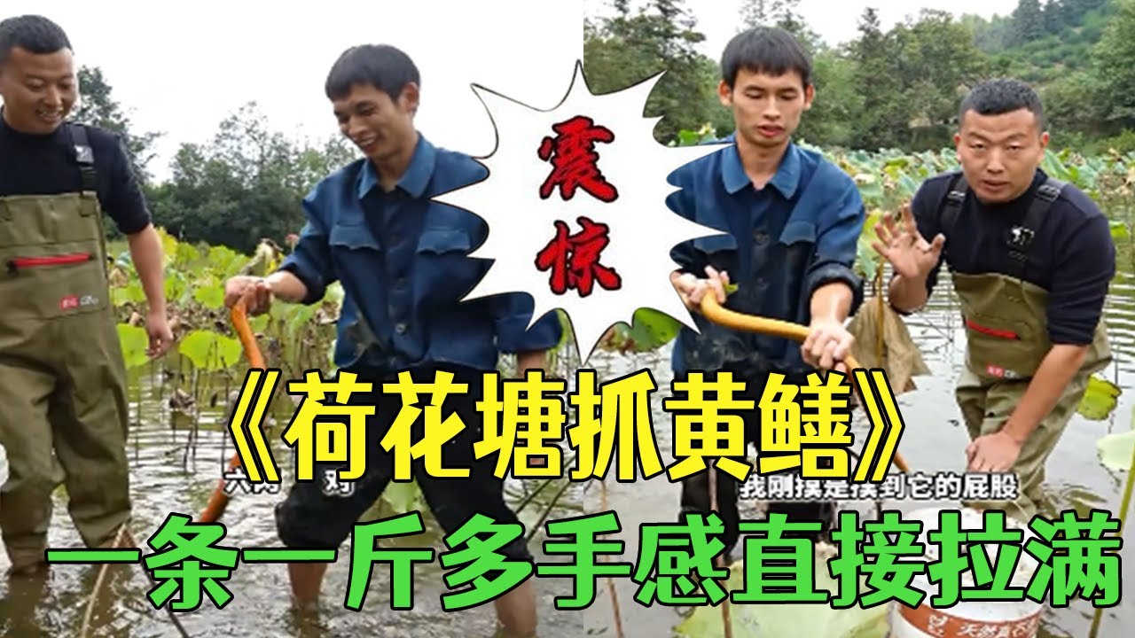 用壹條華子換到荷花塘裏抓黃鳝，壹條壹斤多手感直接拉滿#小飛哥  #戶外 #包塘 #鄉村生活