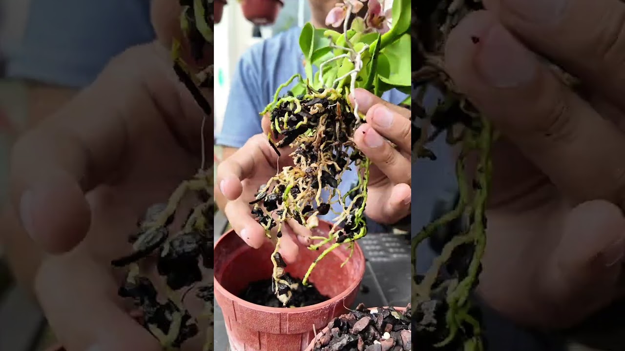 As&iacute; se Hace La Mejor maceta Para Orqu&iacute;deas