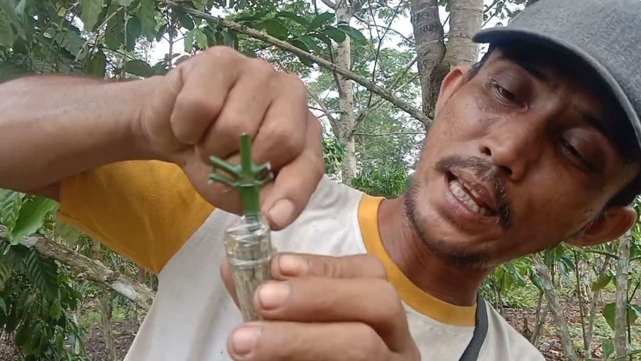 Trik jitu,sambung kopi di pohon tua,dgn angka kehidupan lebih besar,kebun baru mas wondo