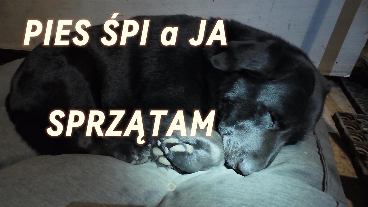 PIES ŚPI NA LEWGOWISKU , stara miotła vs nowa #miotła