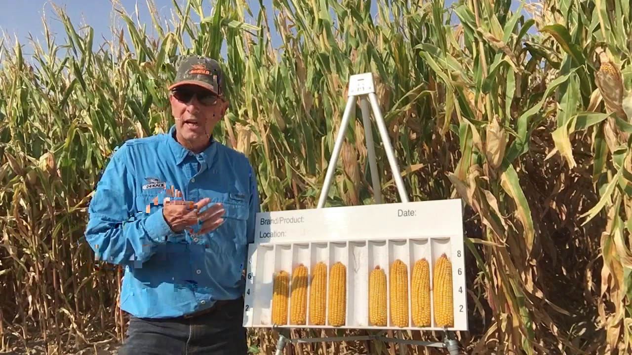 Corn Population Trial Results
