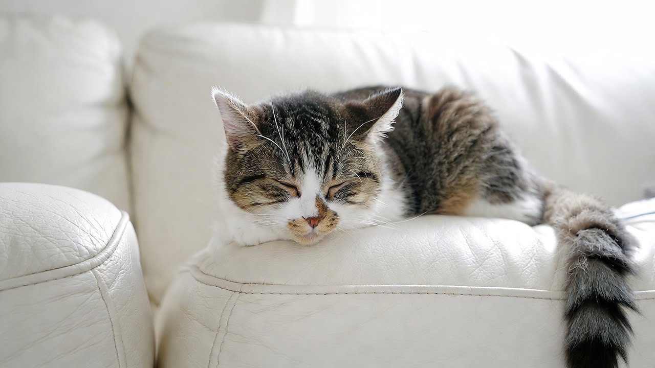 LIVE 🌙 Warm Fireplace Sounds for Cat Naps 🐱 | Season 12