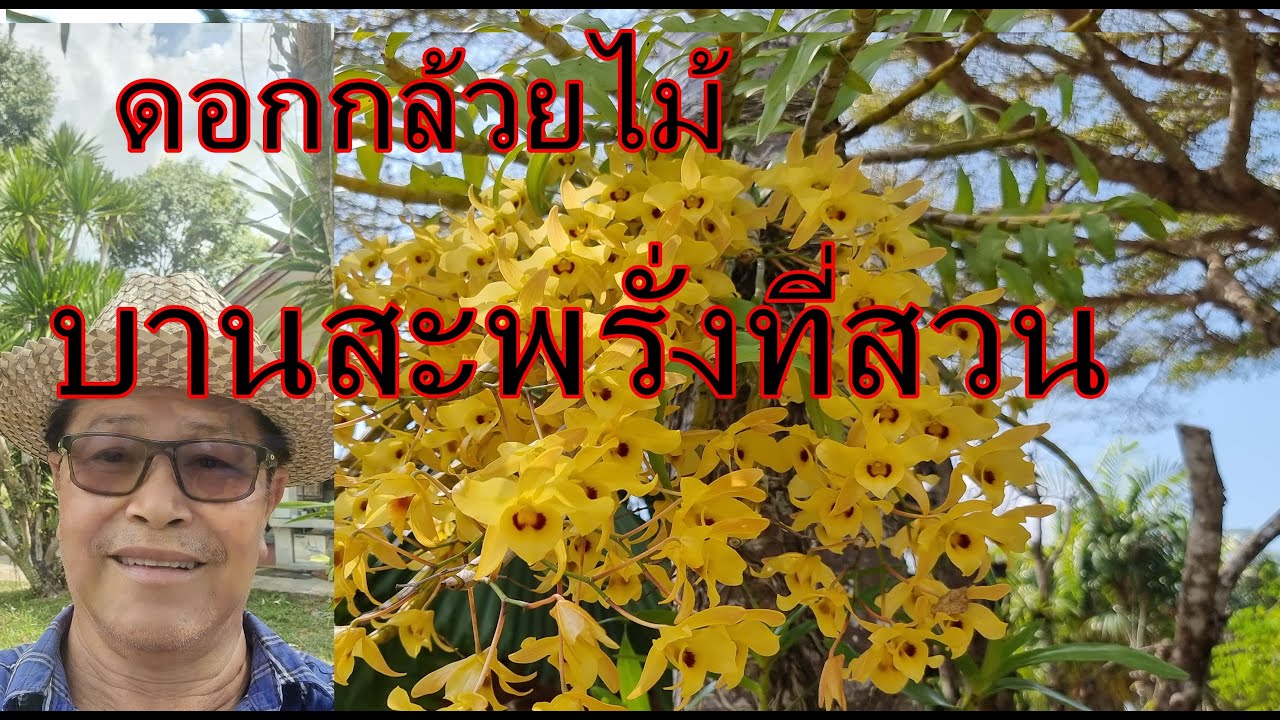 พาเที่ยวสวนผลไม้,กล้วยไม้เหลืองจันทบูรณ์บานสะพรั่ง,ดอกลิ้นจี่บาน,Take a tour of my orchards,Feb 2023