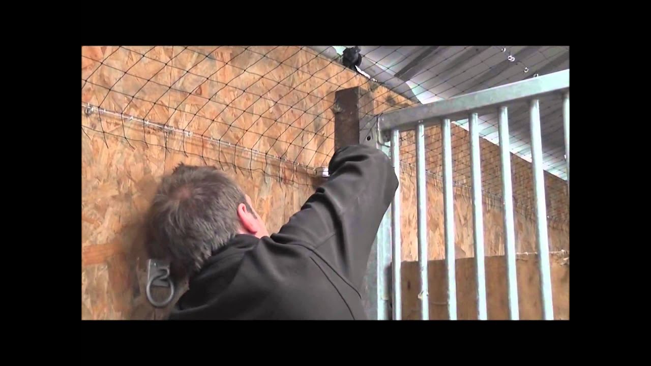 How To Get Rid Of Pigeons | NBC Environment