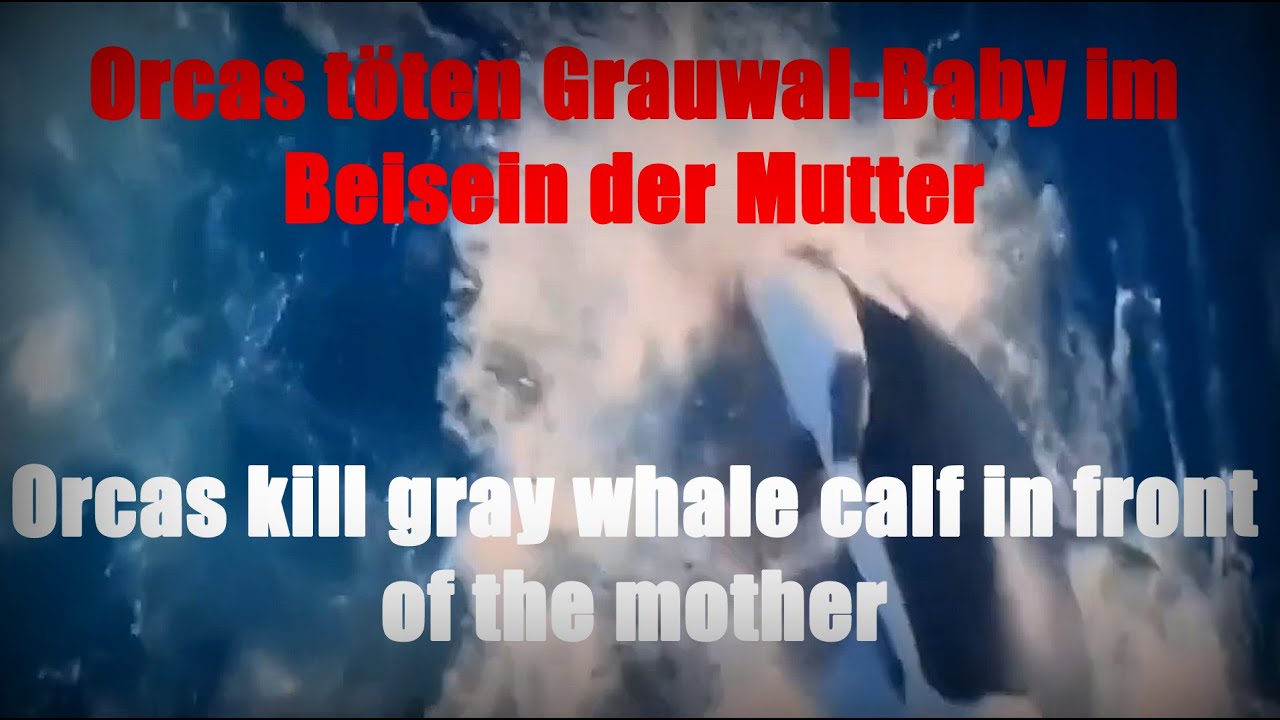 Orcas t&ouml;ten Grauwal-Baby im Beisein der Mutter