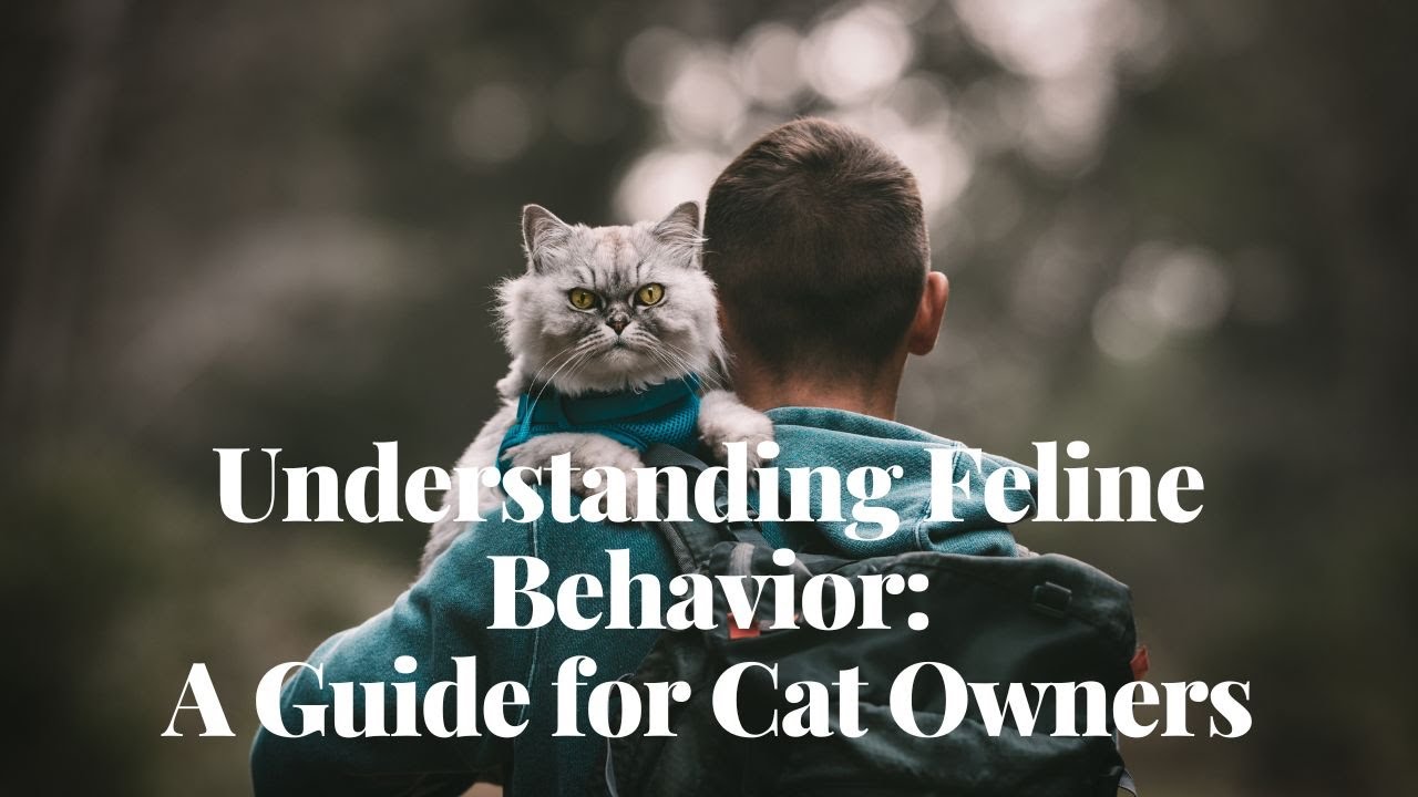 Understanding Feline Behavior | A Guide for Cat Owners
