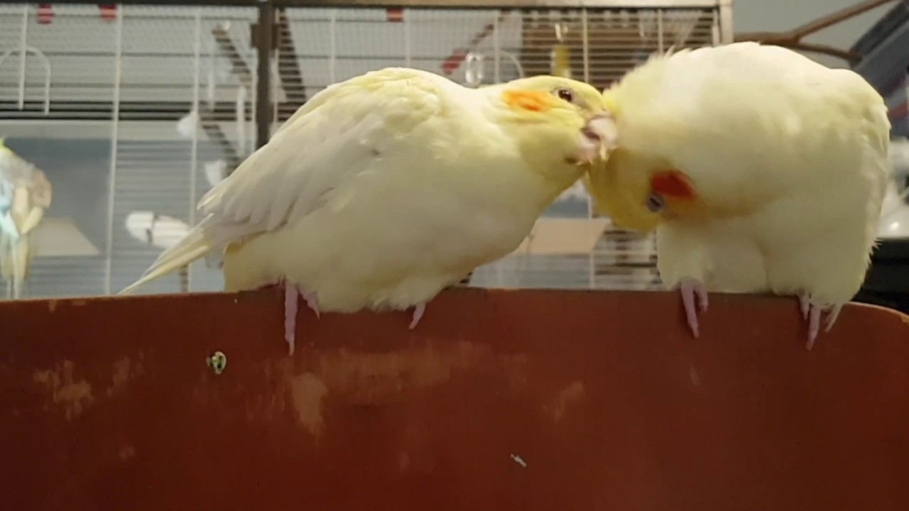 Cockatiels grooming each other and bonding