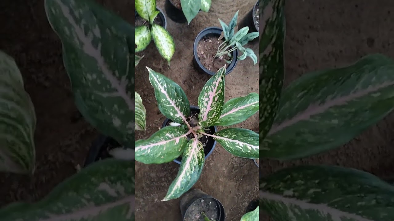 New plants sale video 