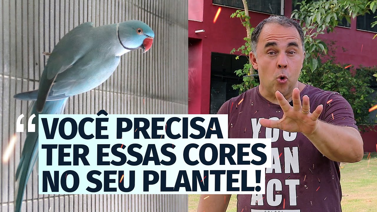 5 CORES DE RING NECK QUE VOCÊ TEM QUE TER (INICIANTES)