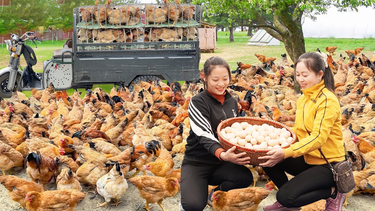 Use Truck To Harvesting 1000+ Chicken After 200 Days Of Raising Go To Market Sell - Farm Life