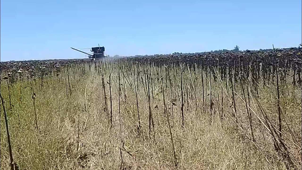 Girasol 2026: tercer día de cosecha y el lote sigue rindiendo