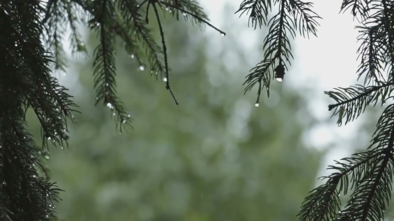 1841455 hd 1280 720 25fps