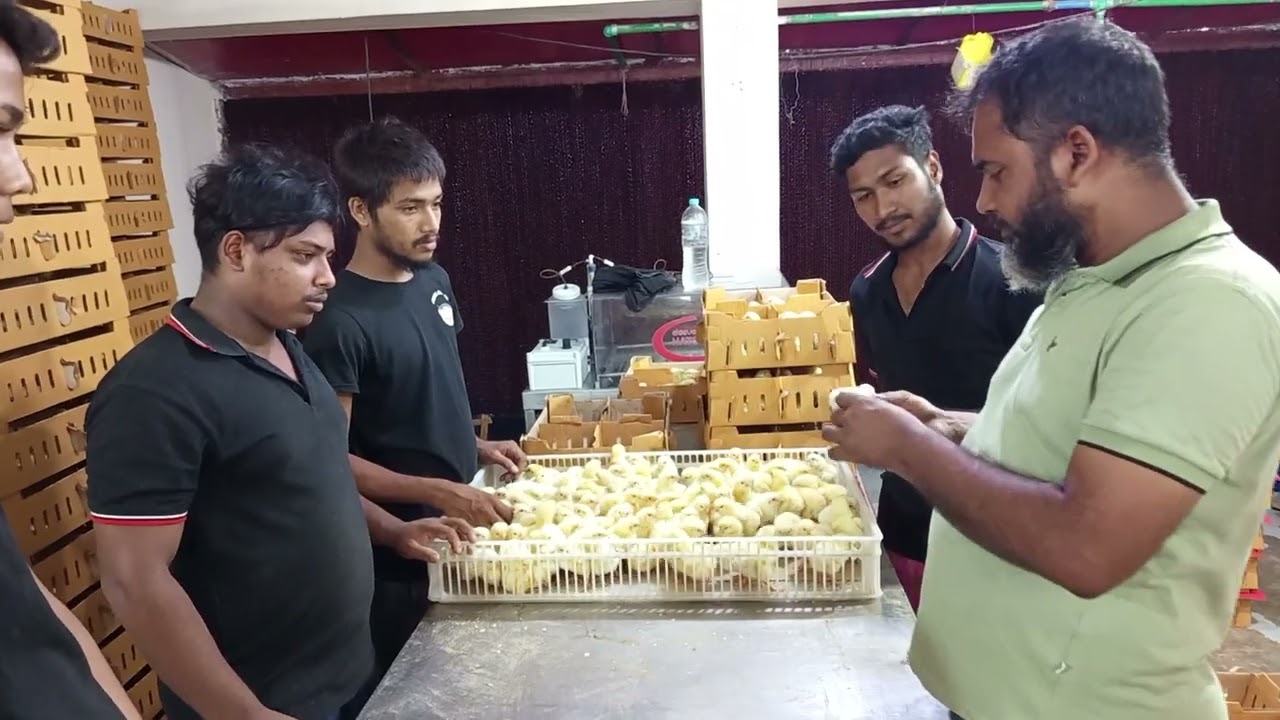 হ্যাচারীতে মেল ও ফিমেল বাছাইকরণ।