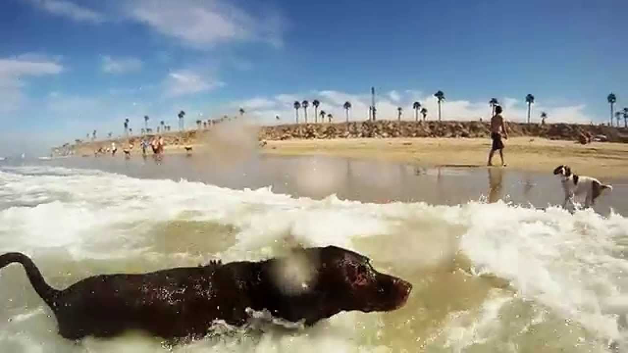 Huntington Dog Beach