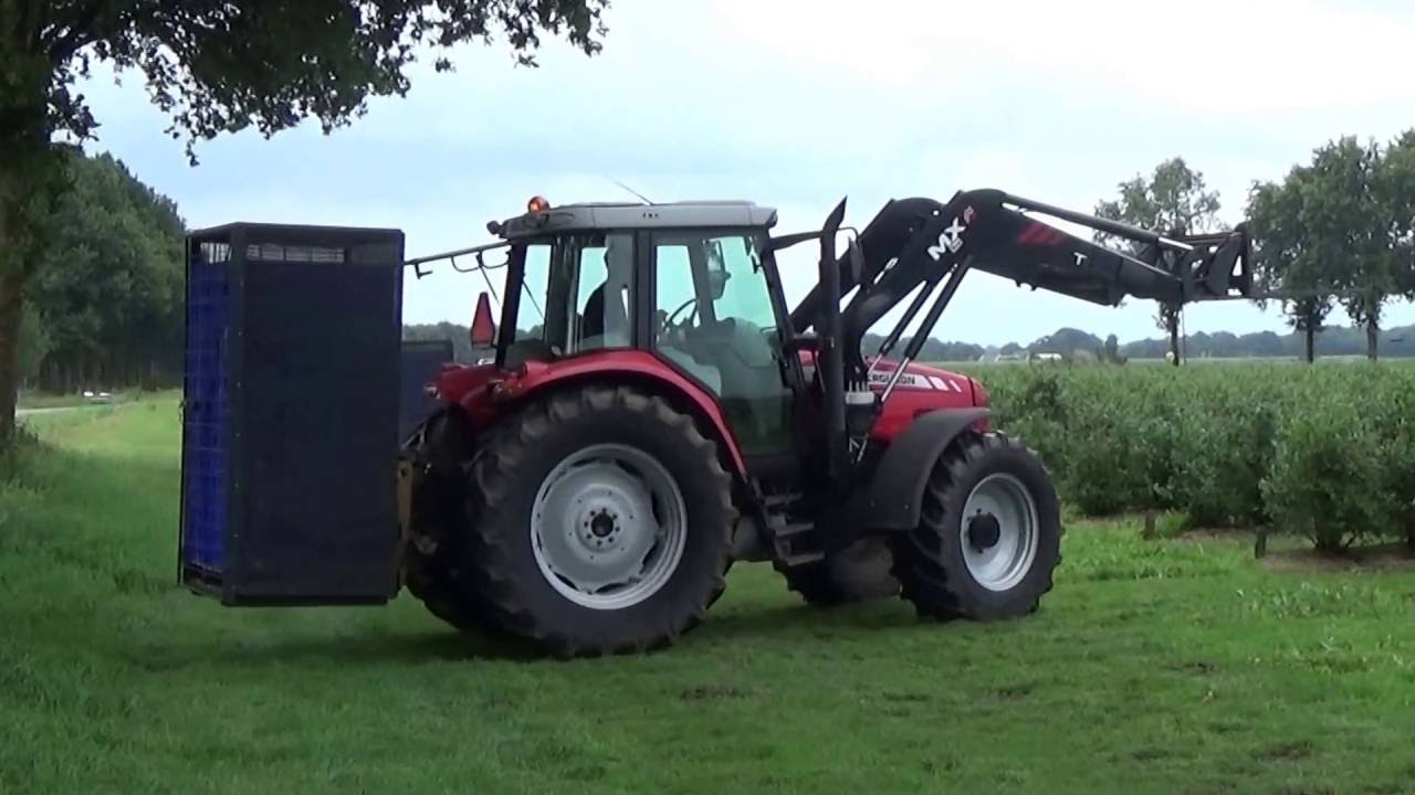BLAUWE BES PLUKKEN MET EEN OXBO 7420 & MASSEY FERGUSON 6460