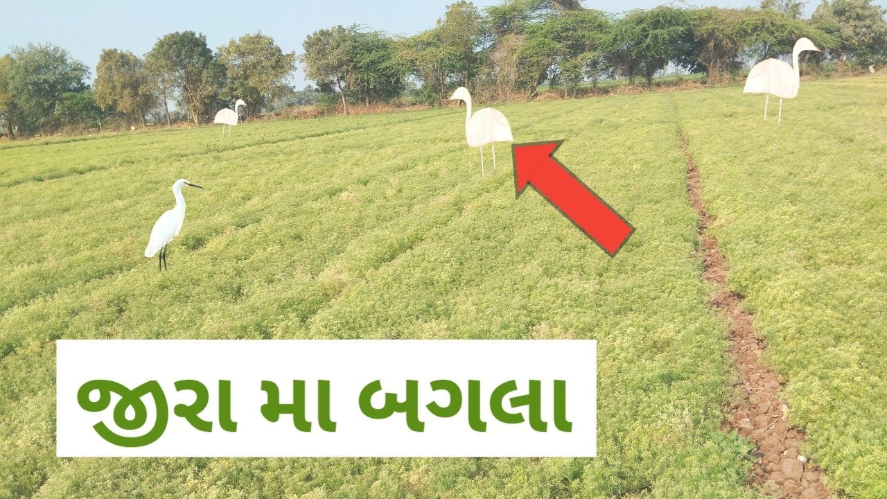 જીરા મા બગલા || જીરુ ||