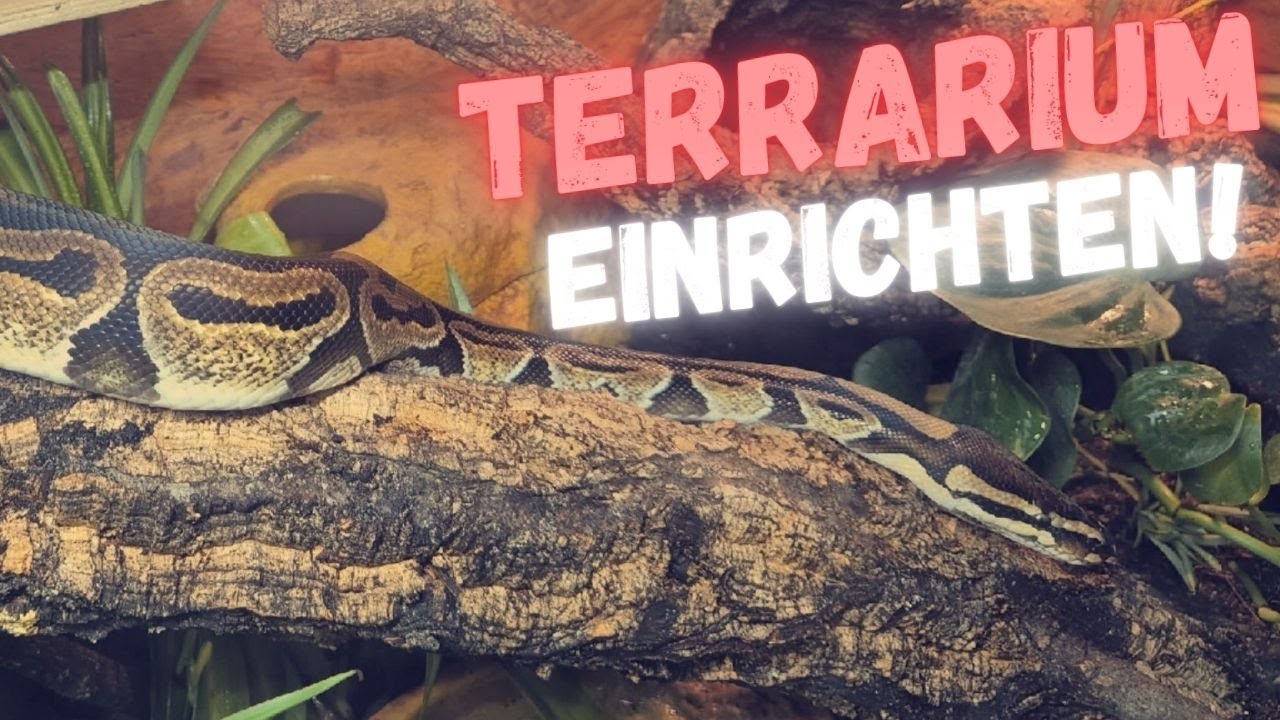 Das PERFEKTE TERRRAIUM f&uuml;r einen K&Ouml;NIGSPYTHON einrichten! | MaximalWild