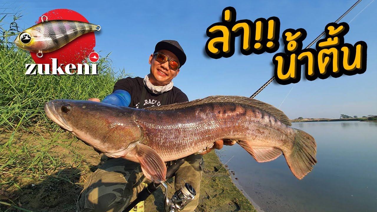 ตกปลาชะโดน้ำตื้น ไล่ลูกปลาอย่างโหด Shallow water Giant Snakehead Fishing