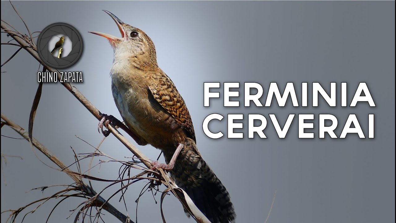 Ферминия Сервераи. Гнездо Ферминии | 