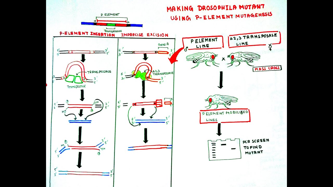 Making Drosophila mutants by p-element mobilization : Imprecise excision