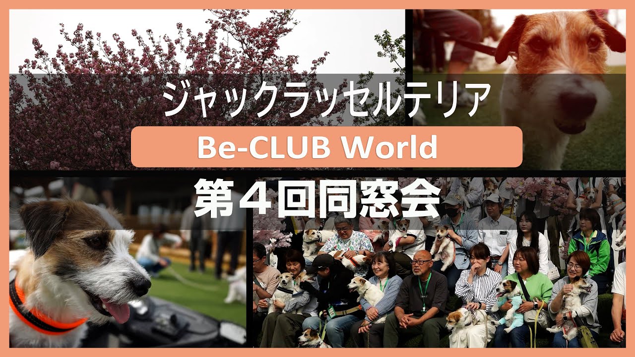 【第４回】ジャックラッセルテリア Be-CLUB同窓会に参加してきました！