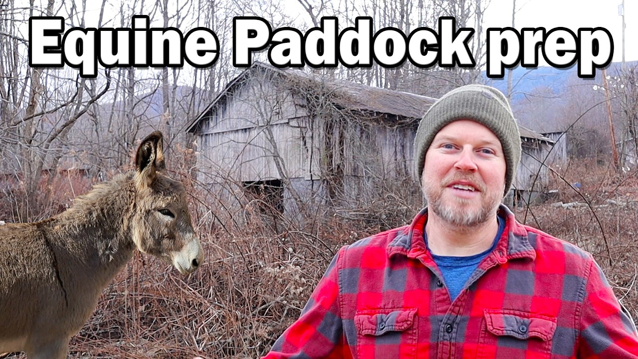 From Woods to Wonderland Tree Removal Project for a Cozy Equine Enclosure with Two Donkeys and Horse