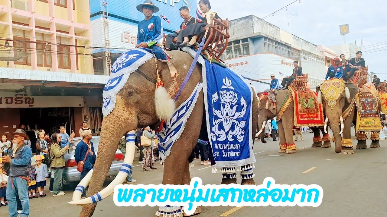 อลังการแห่ช้าง 200 เชือกเข้าเมืองกินเลี้ยงโต๊ะจีนงานช้างสุรินทร์ ปี2568 