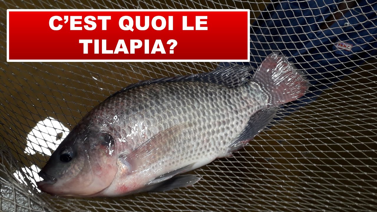 C'est quoi le tilapia?