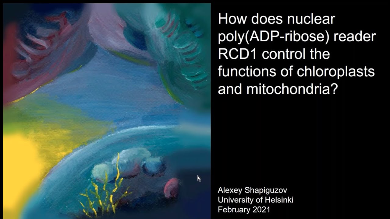 #UKPlantSciPresents Alexey Shapiguzov on the function of the poly(ADP-ribose) reader RCD1.