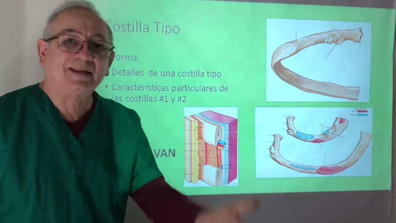 Particularidades de las costillas y la caja torácica. Efecto asa en la fisiología del tórax.