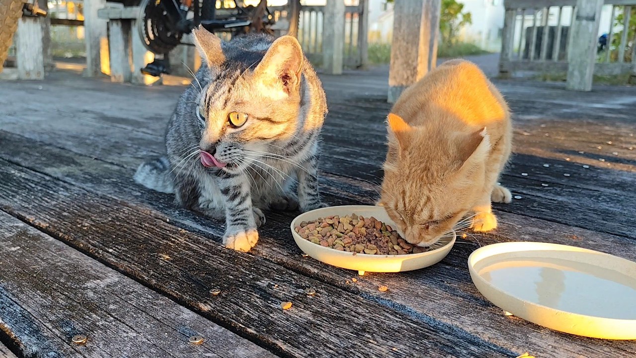 2025.10.3 猫巡り サバトラと茶トラに美味しいカリカリと大好きなウェットフードを