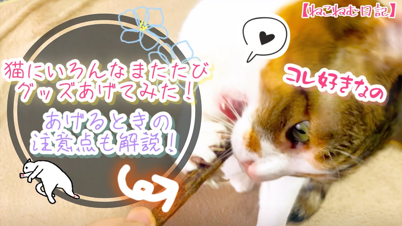 【猫にまたたび】我が家の猫にいろんなマタタビグッズをあげてみたら反応が可愛すぎた。