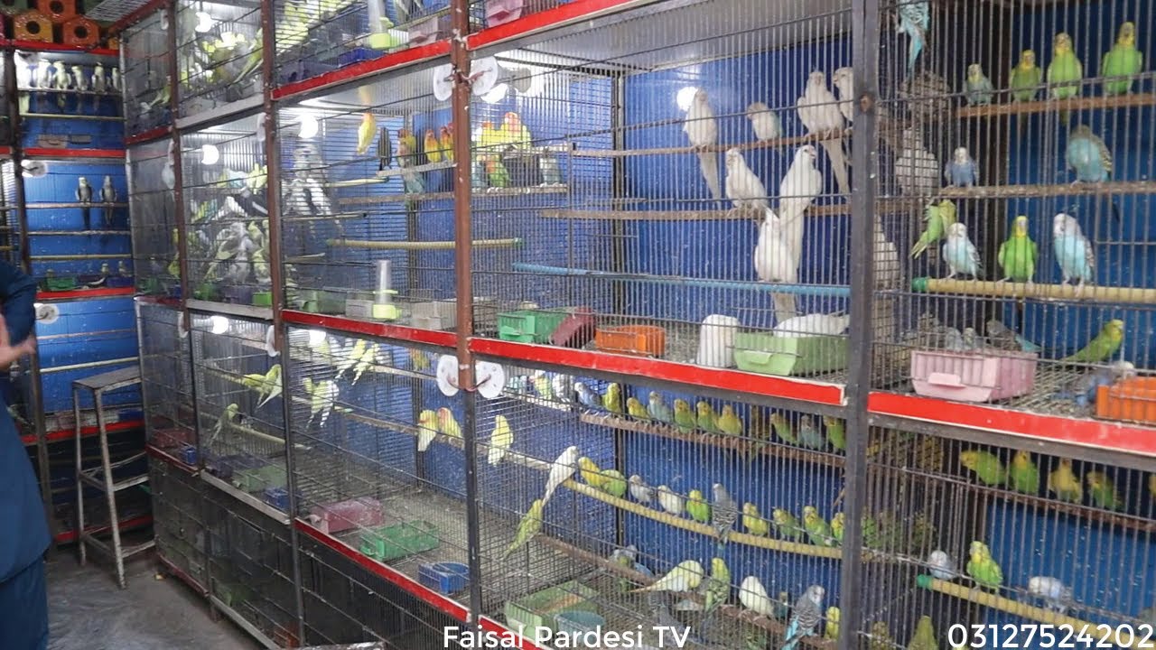 Amazing and Beautiful Birds Price | Birds Market in Faisalabad Pakistan | Birds & Animals Price