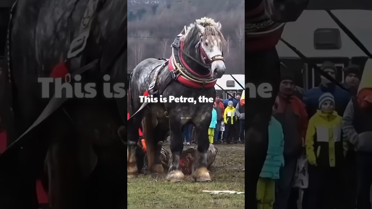 Самая сильная лошадь на Земле 💪🏻 #шорты