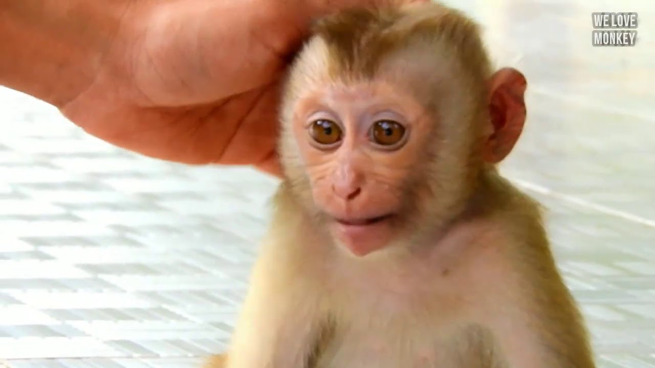 Abandoned Monkey Sovana is Taking Care By Cameraman to Groom Her to Sleep When Papa Lin Leave Alone