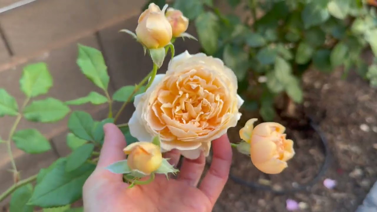 Crown Princess Margareta first blooming 05/03/2025